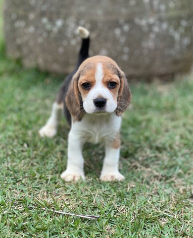 Beagles bbs fofos /@canilcanaaa  - Foto 4