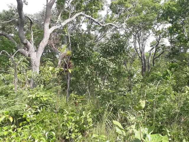 Fazenda em Lizarda. 7 mil por alqueire. - Foto 3