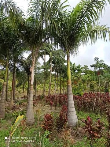 Palmeiras imperiais.