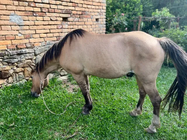 Cavalo de cela - Animais para agropecuária - Borda da Mata 1256806947