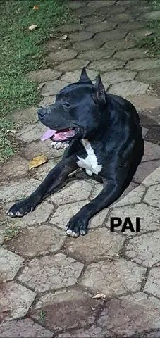Cachorro Pitbull - Grande Belo Horizonte, Minas Gerais