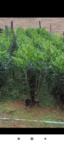 Mudas de murta grande - Foto 3