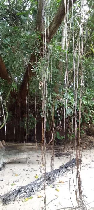 Ilha Particular para progeto de apicultura,eventos,e outros... - Foto 5