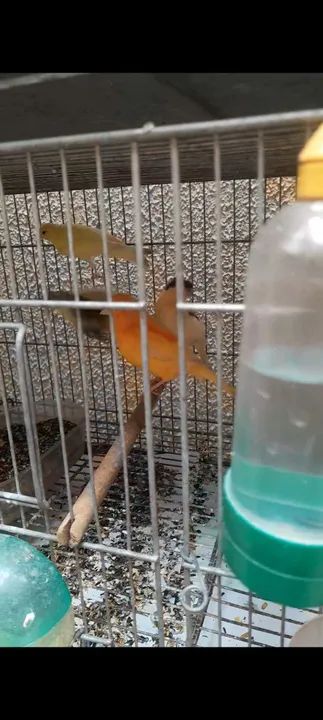 Gaiolas,viveiros e acessórios  - Foto 2