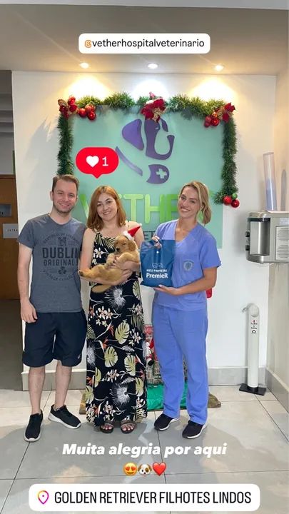 Golden Retriver Filhotes  - Foto 6