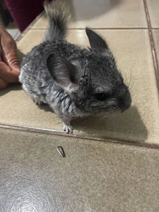 Chinchila - Foto 2