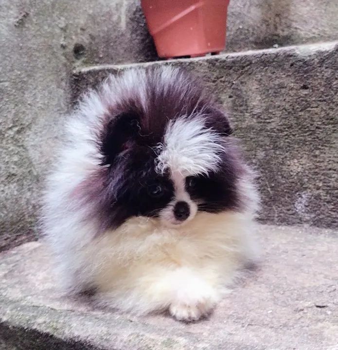 Filhote de Spitz Alemão - Foto 3