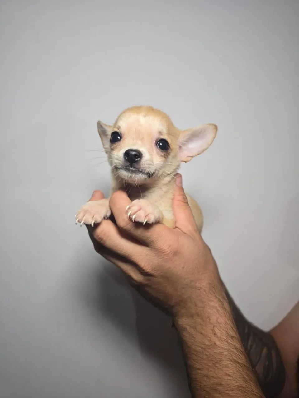 Um amiguinho leal para todas as horas - Foto 2