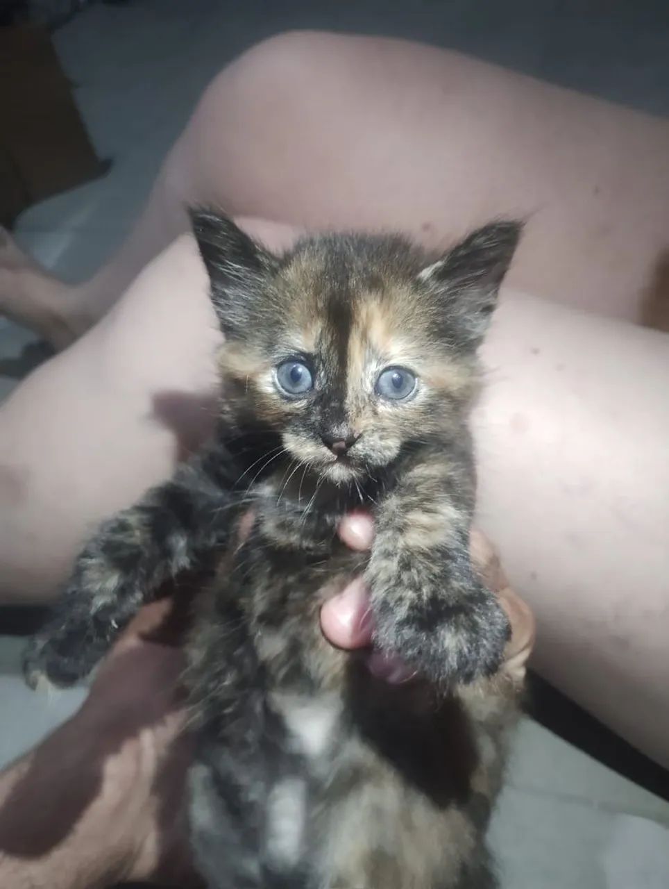 Gatinhos lindos para adoção responsável  - Foto 4