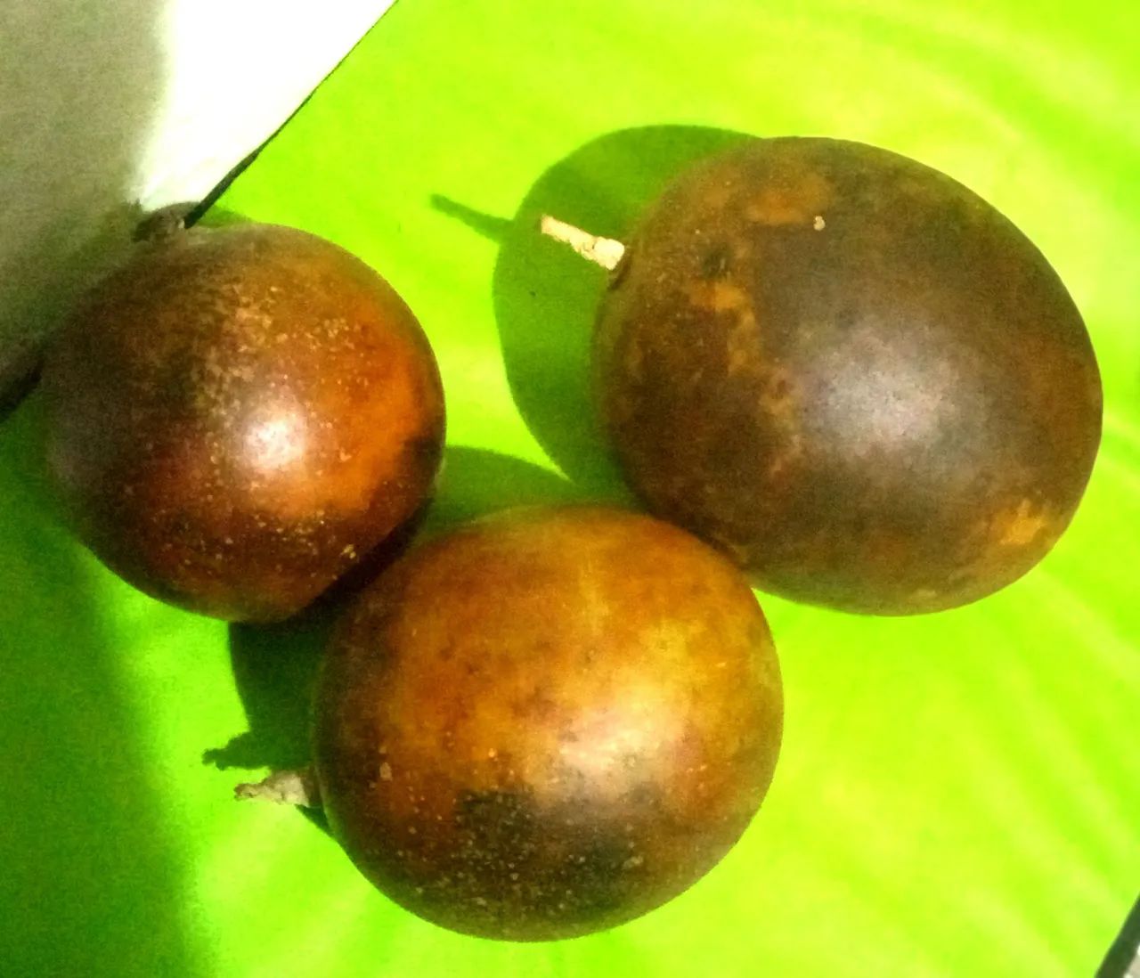 Vendo Cabaças 