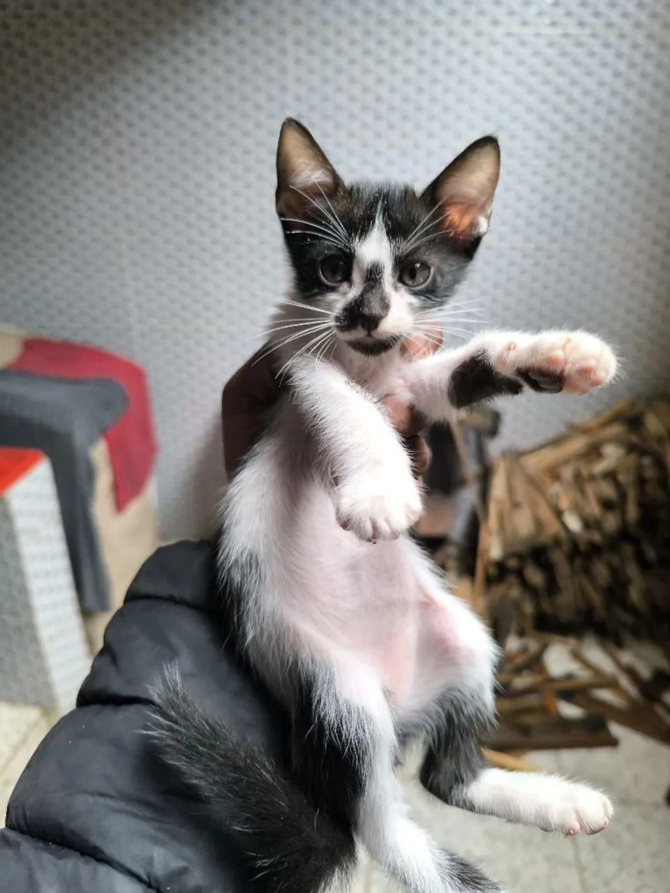 Gata fêmea filhote