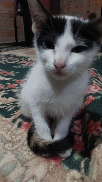 Gatinho branco, preto e laranja disponível para adoção - Foto 2