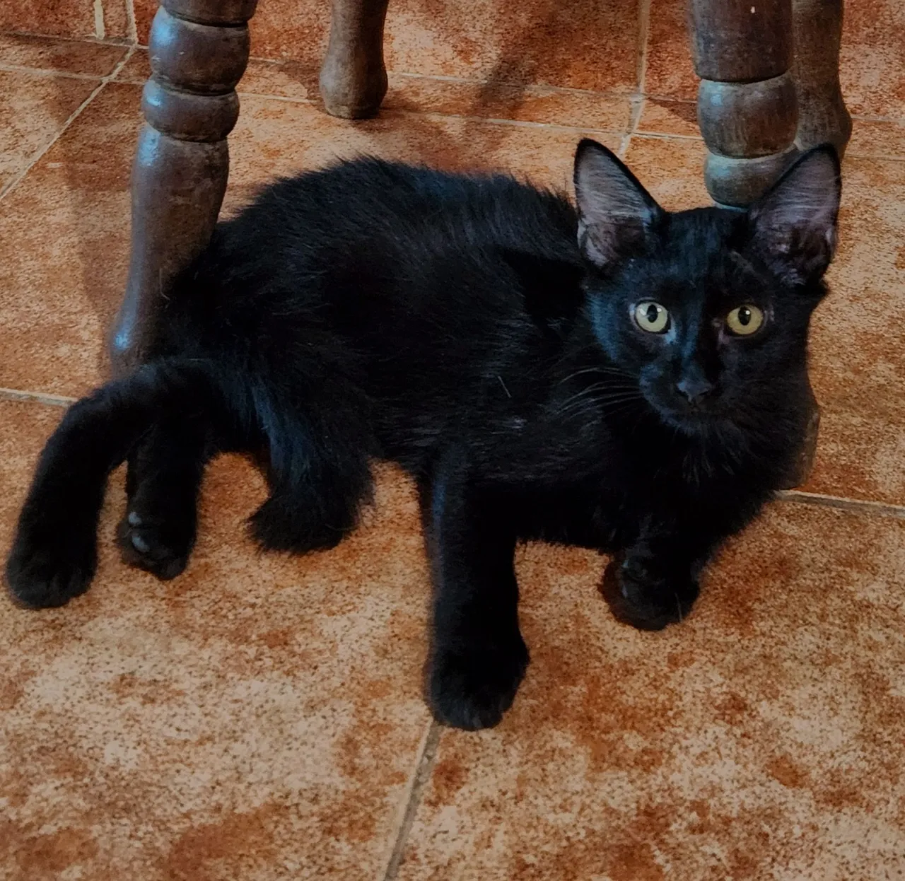 Gato para adoção