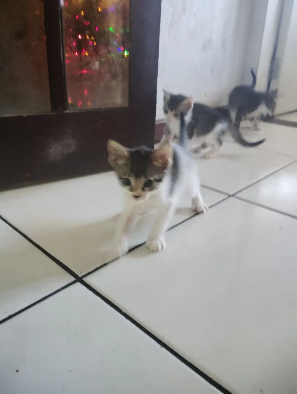 Gatinhas para adoção  - Foto 3