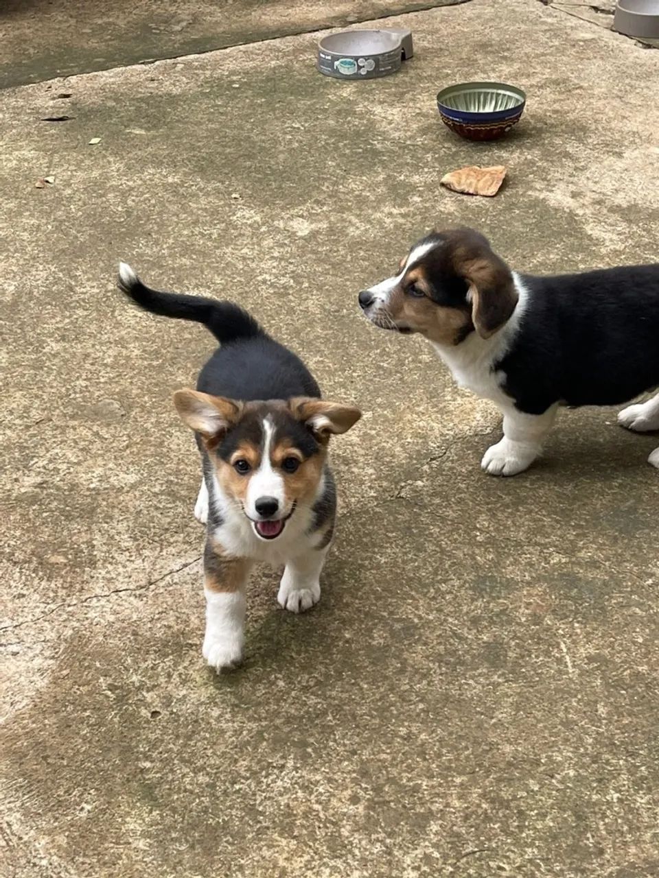 Fêmea Corgi Pembroke  - Foto 2