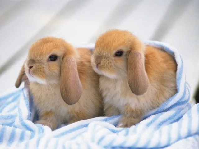 coelhos