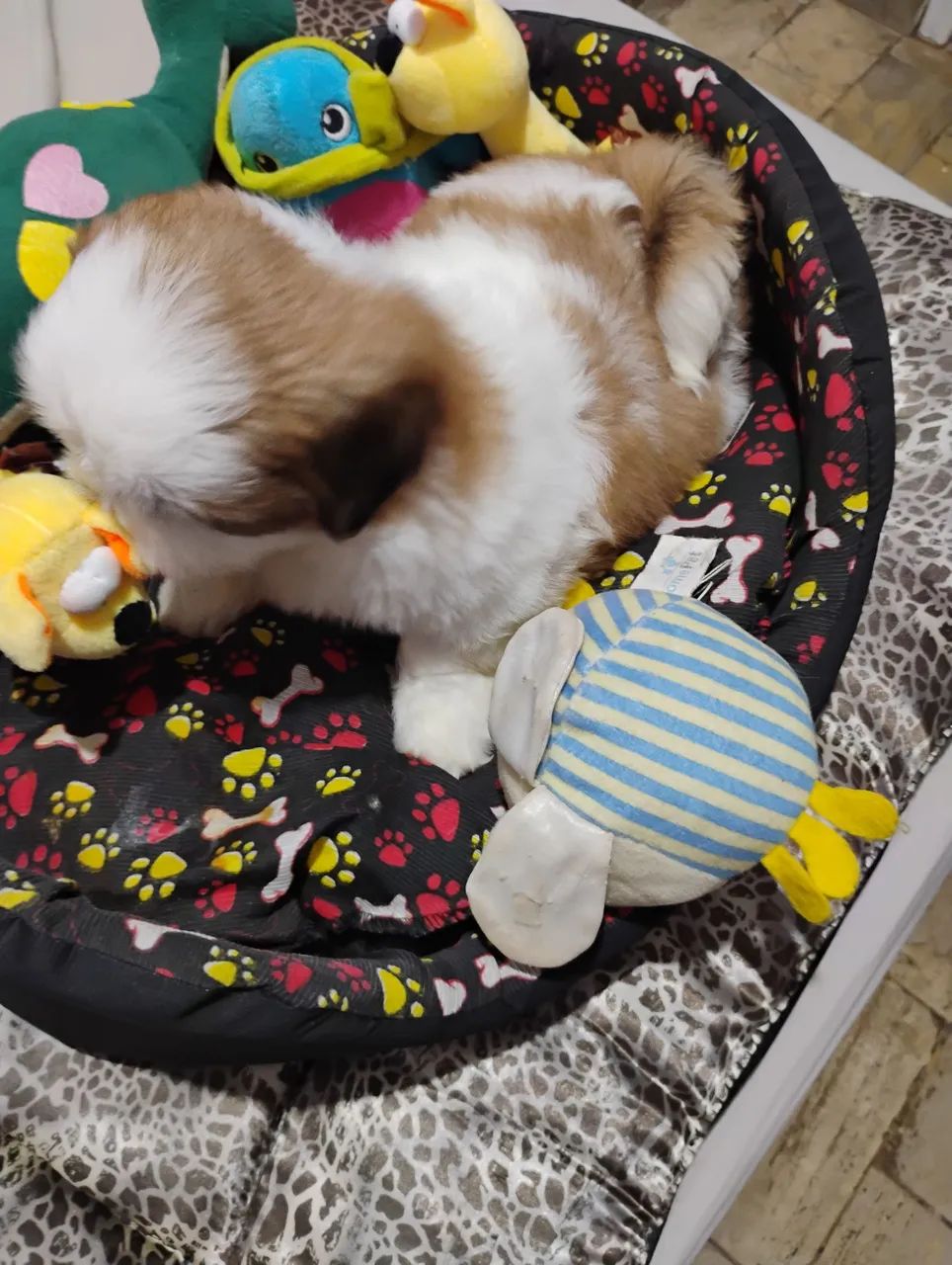 Filhote Shih Tzu - Fofo e Carinhoso - Foto 2