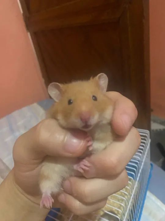 3 hamsters fofinhos para adoção - Foto 6