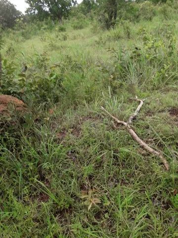 Vendo uma fazenda no municipio de conceiçao do tocantins - Foto 2