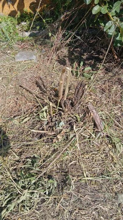 Cata bagulho entulho retiramos tudo - Foto 3