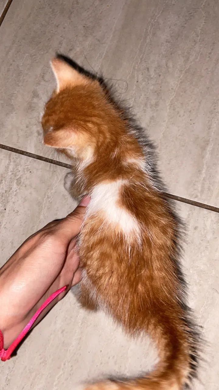 Doação de gatinhos  - Foto 4