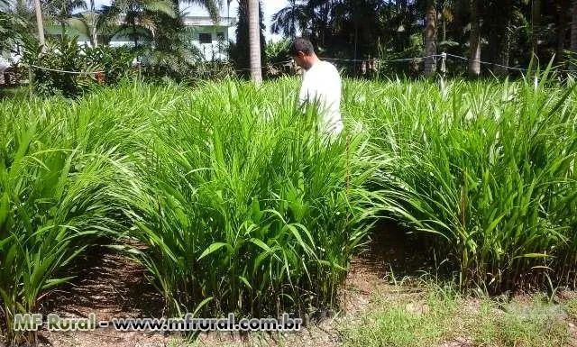 Mudas de Açaí - Foto 2