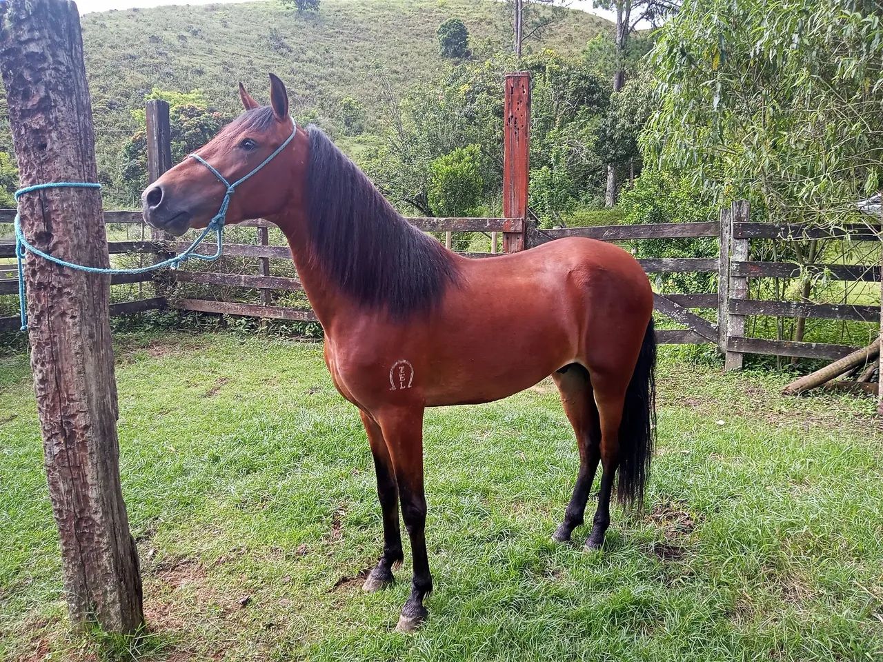 SERTANEJO DO ZEL, FATOR DA CAVARÚ-RETÃ X PLENITUDE BAVÁRIA  - Foto 3