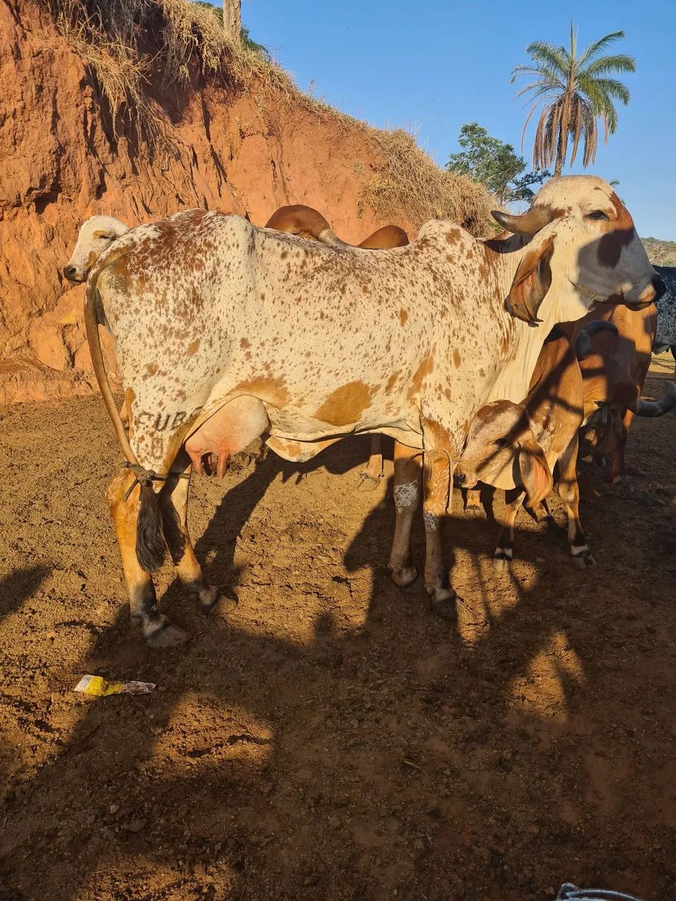 Gir e girolando  - Foto 4