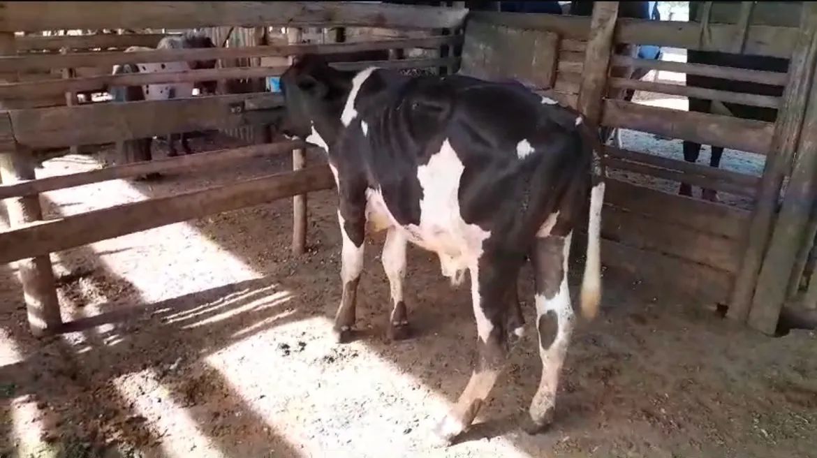 Vaca de leite girolanda  - Foto 2