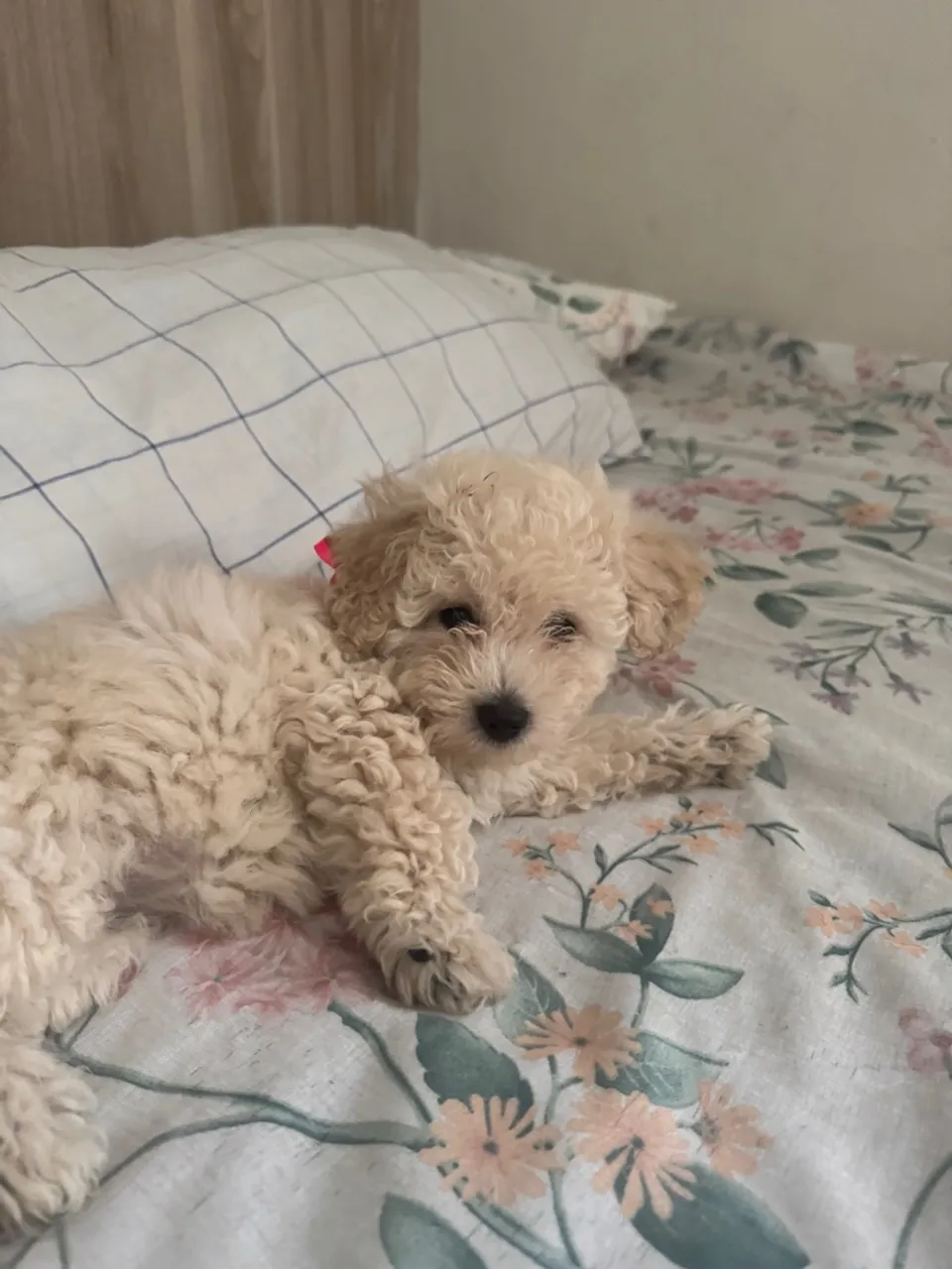 Filhote adorável de Poodle (2 meses)