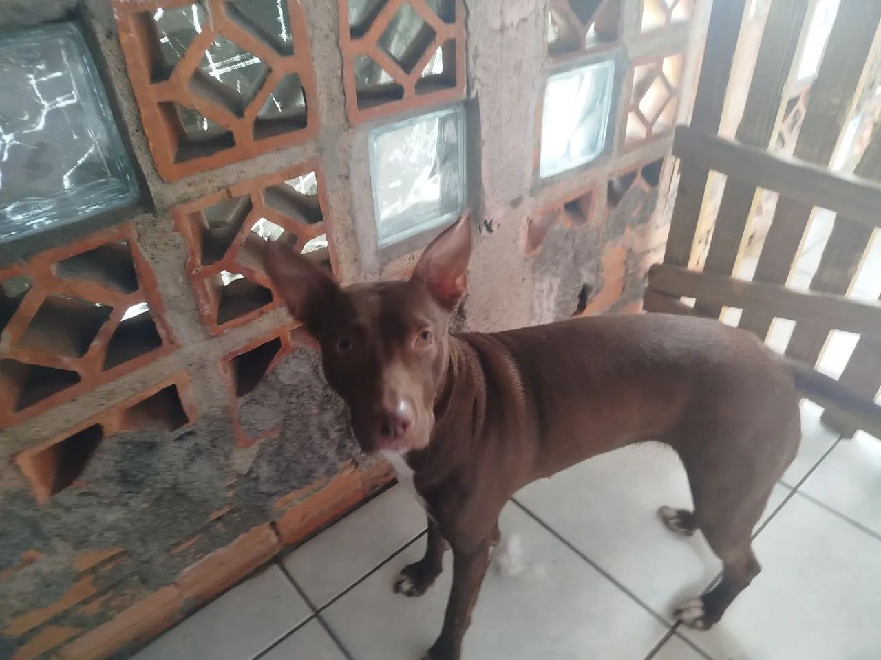 Filhote de Pitbull disponível para adoção - Foto 4