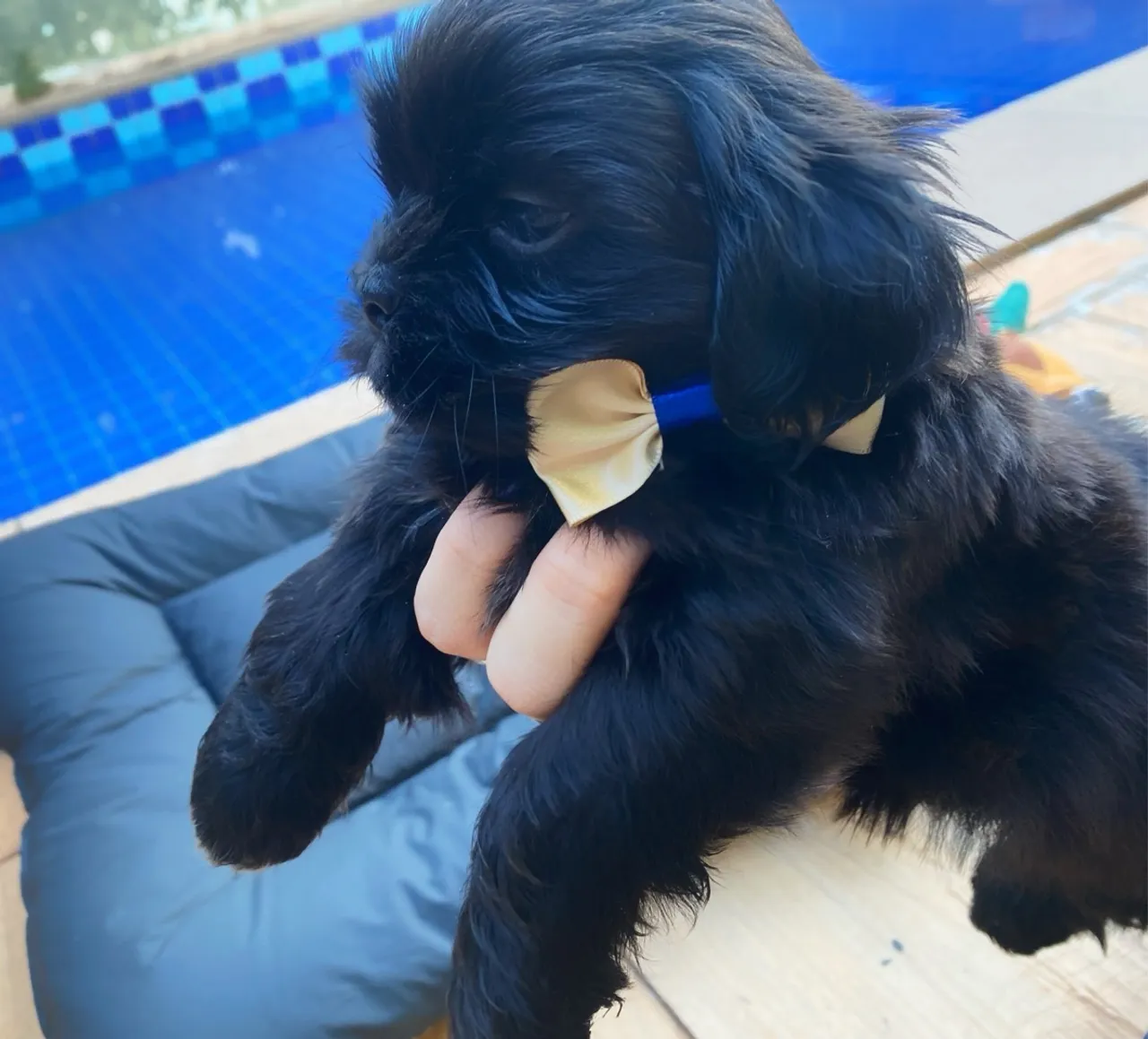 Filhotes de Shih Tzu