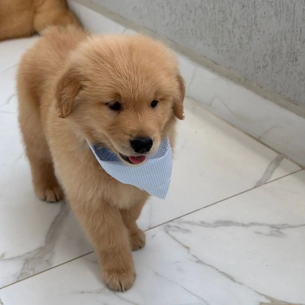 Filhotes de Golden Retriever PARA RESERVA  - Foto 5