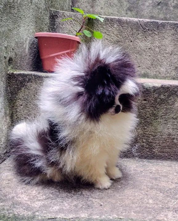 Filhote de Spitz Alemão - Foto 2