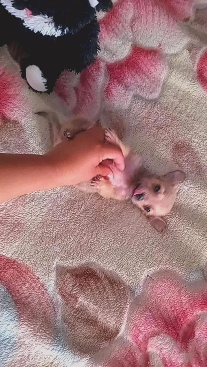 Pincher machinho miniatura 