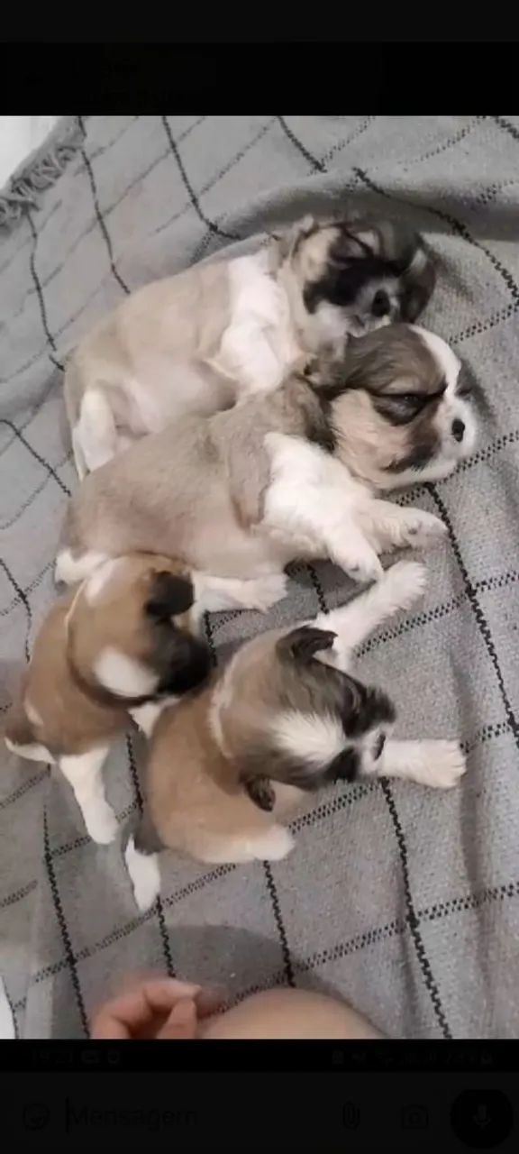 Filhotes de Shih Tzu - Foto 3