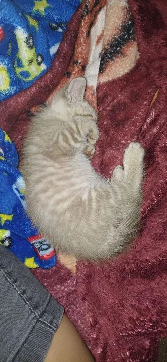 Doação de gatinho - Foto 3