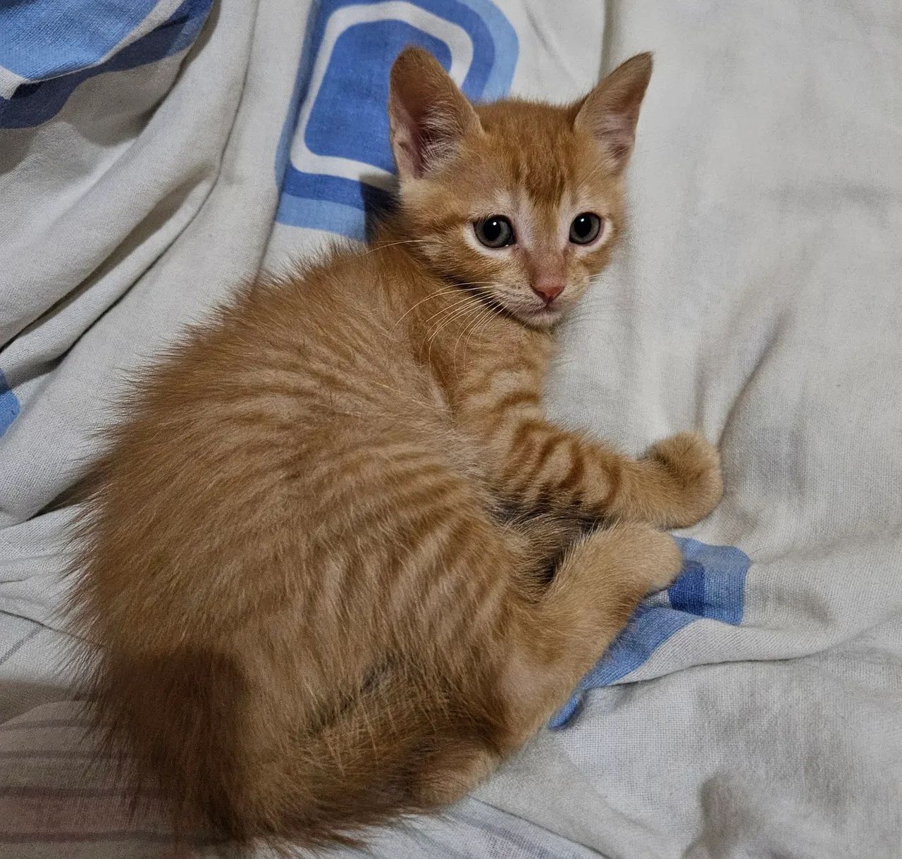 Gatinho Laranja para Adoção - Foto 4