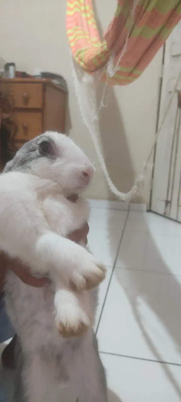Coelhinho fofo para adoçar sua vida!