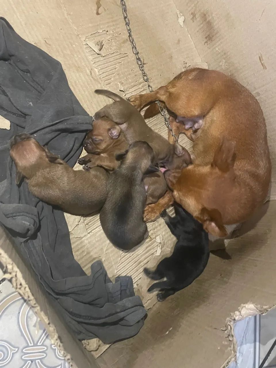 filhotes de Pinscher  - Foto 2