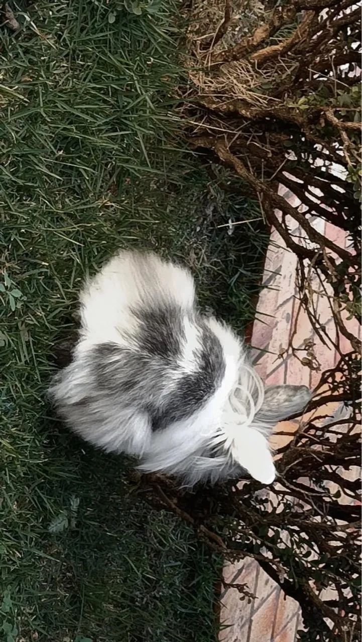 Coelhinho Mini Lop Fofo e Adorável