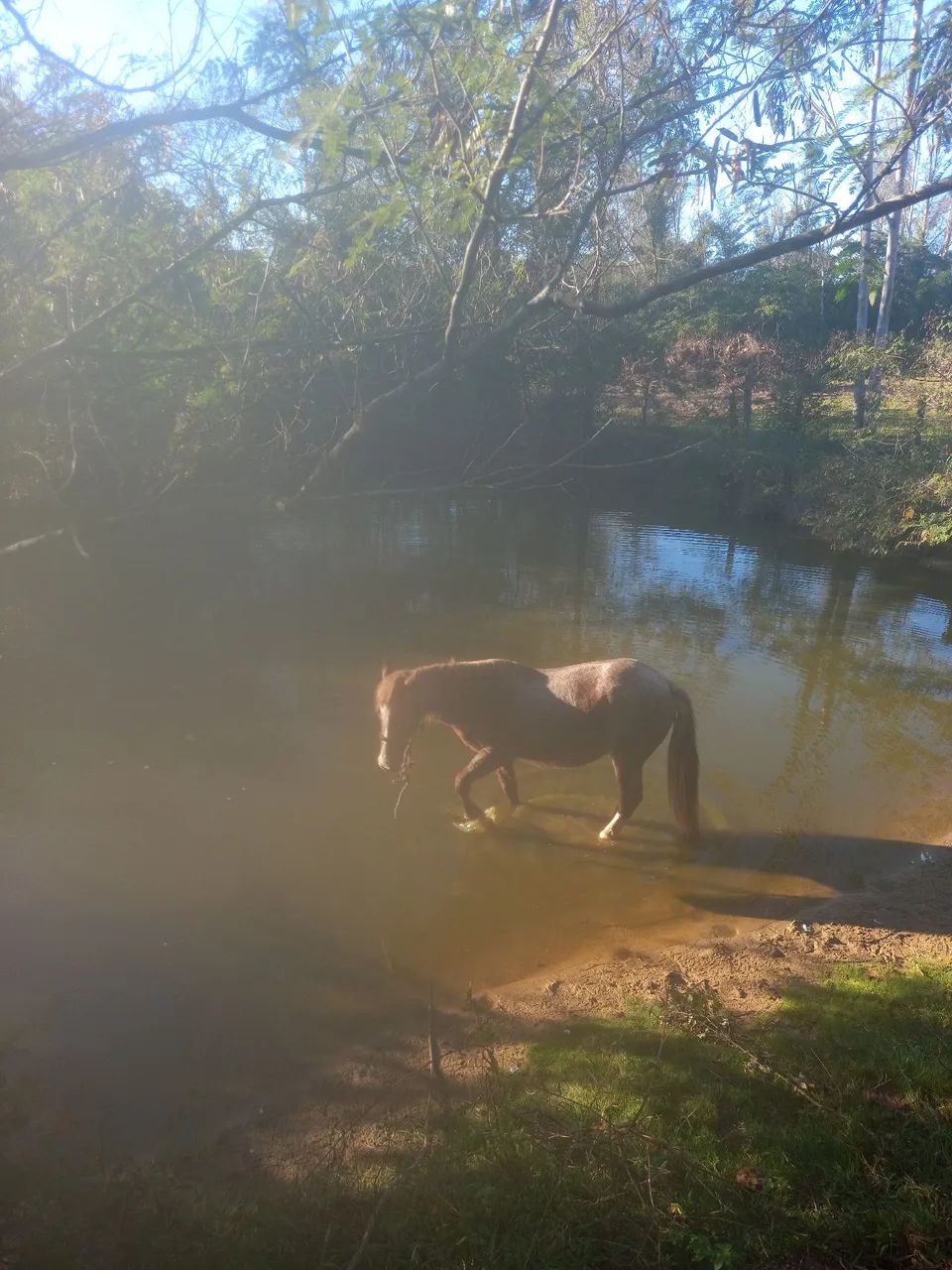 Cavalo para troca vaca ou 2 terneiras boas 