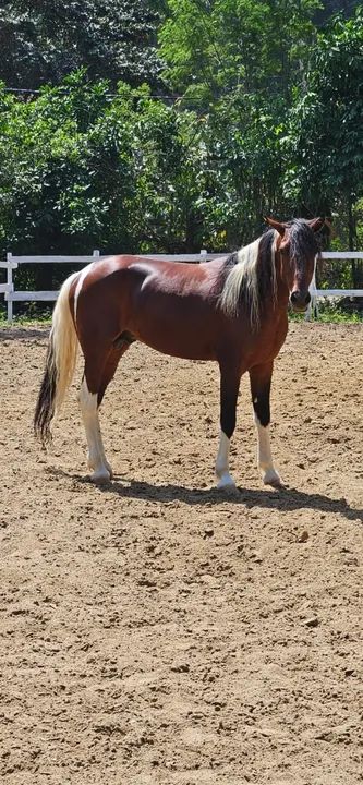 Cavalo Manga Larga Marchador registrado - Foto 3