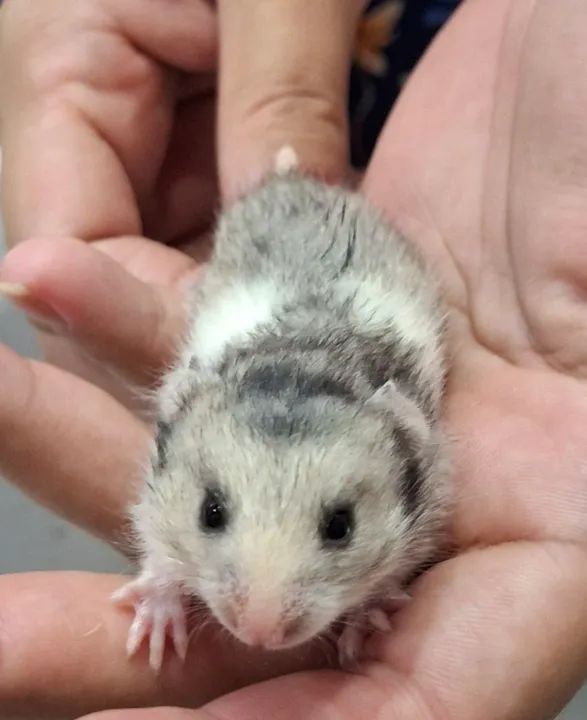 Hamstêr bebê - Fofo e brincalhão