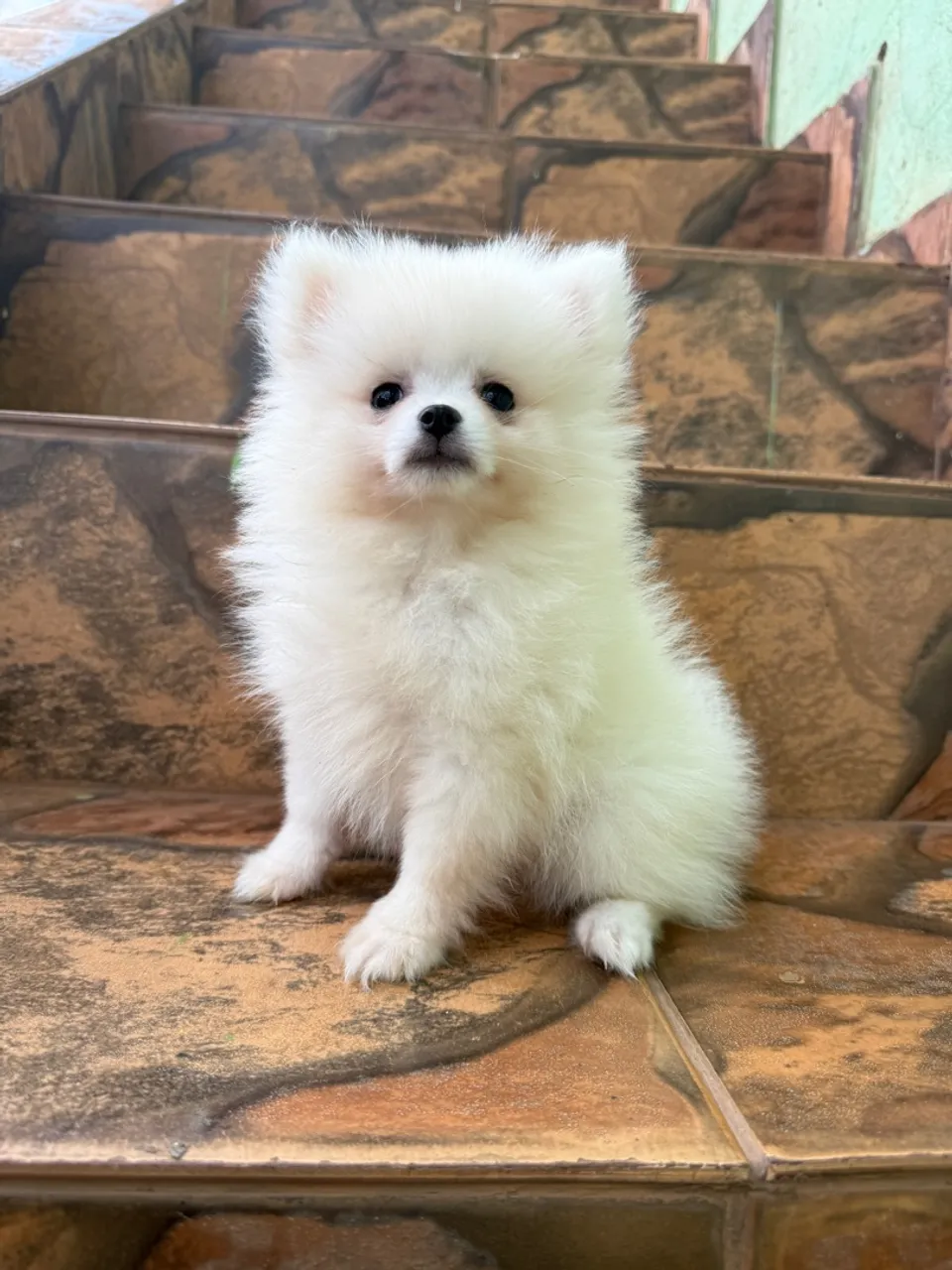 Filhote de Spitz Alemão (Lulu da Pomerânia) - Fofo e Alegre!