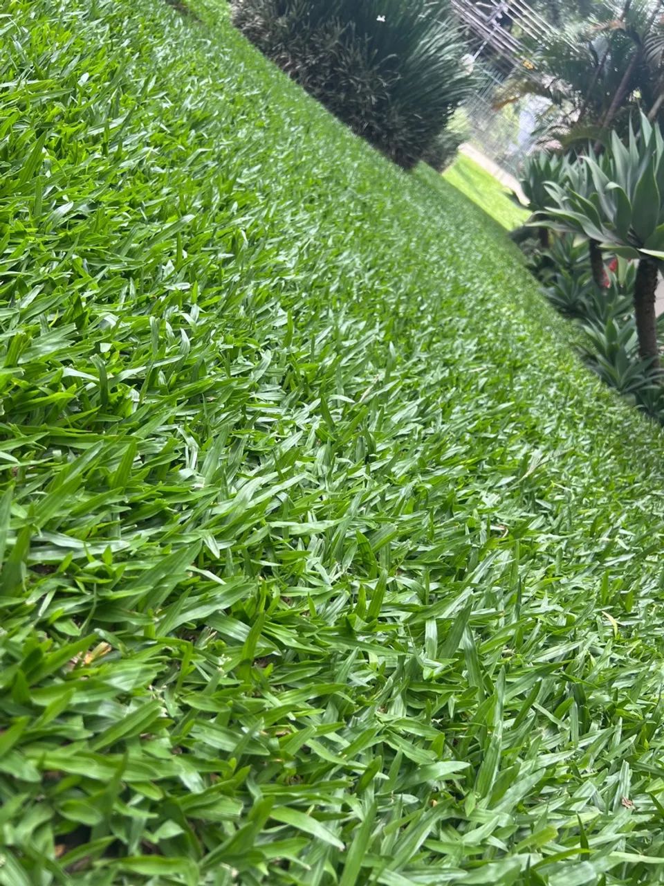 Manutenção de jardim - Foto 4