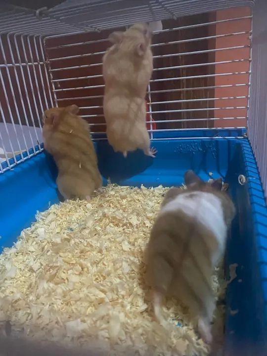 3 hamsters fofinhos para adoção - Foto 3