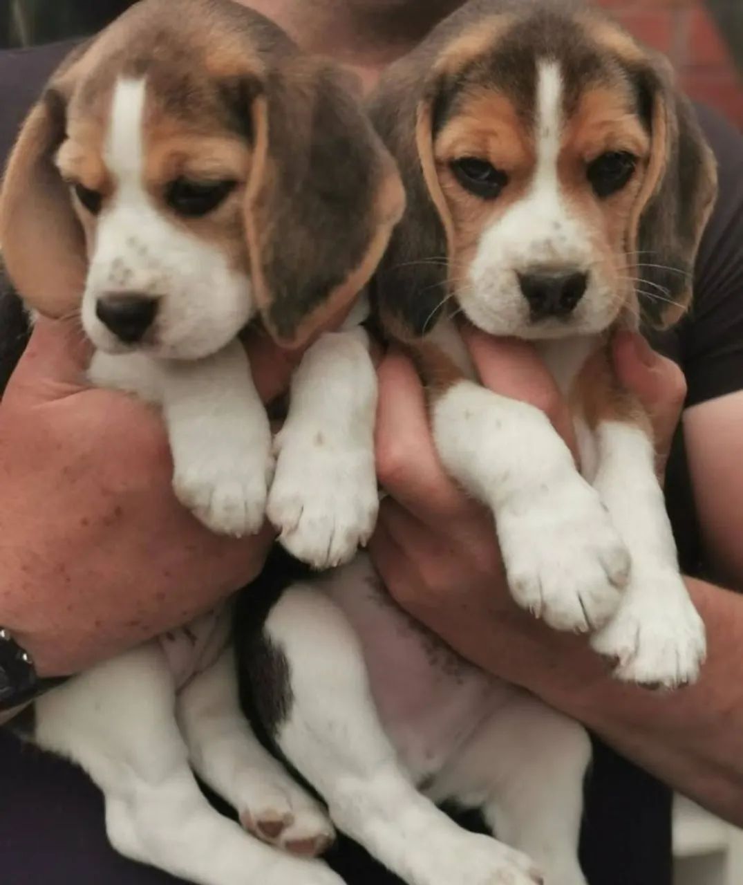 Venda de Filhotes de Beagle ? Dóceis, Lindos e Com Pedigree Opcional