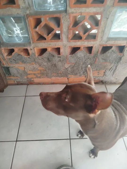 Filhote de Pitbull disponível para adoção - Foto 6