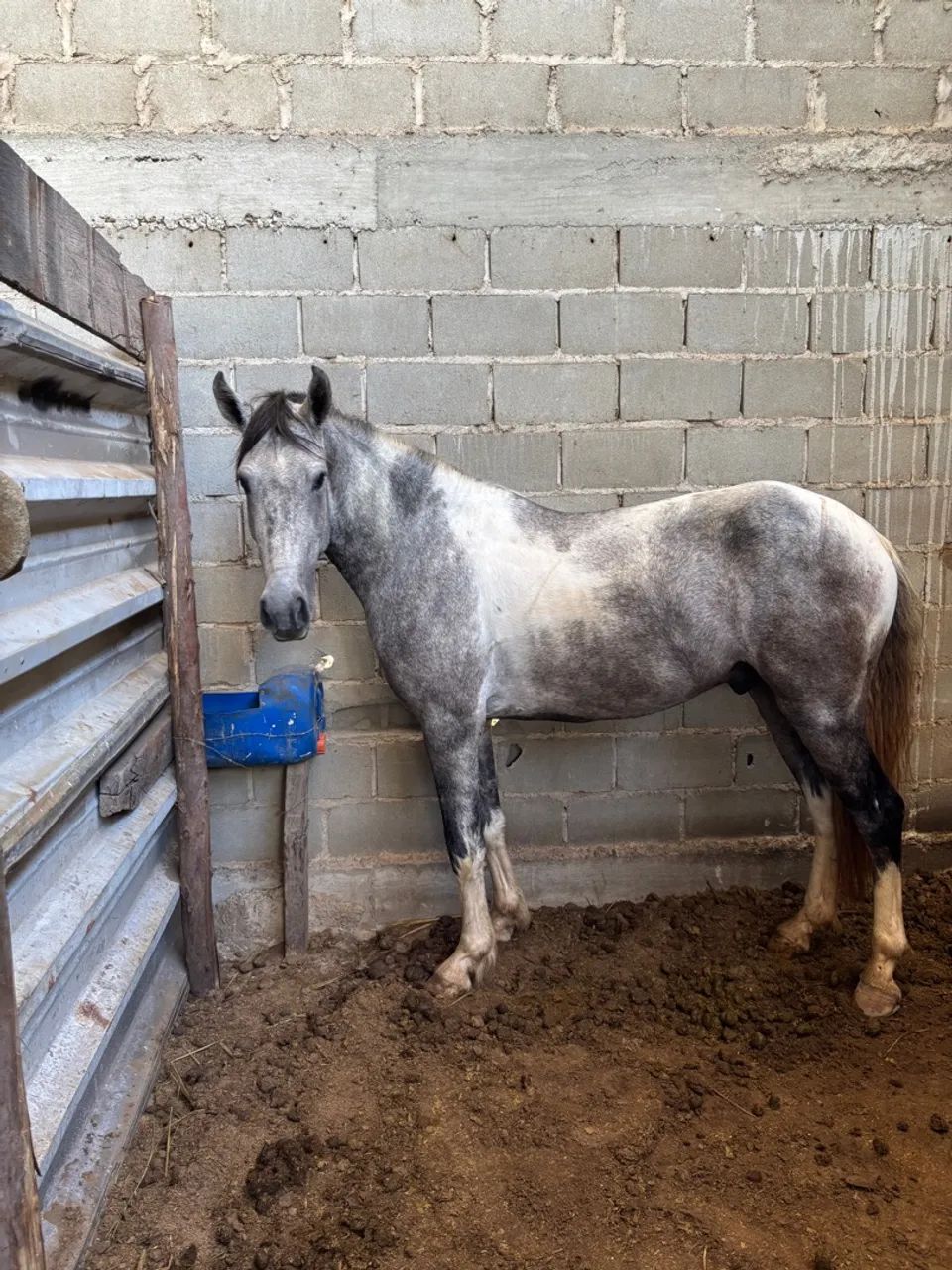 Potro Mangalarga Marchador - Foto 3